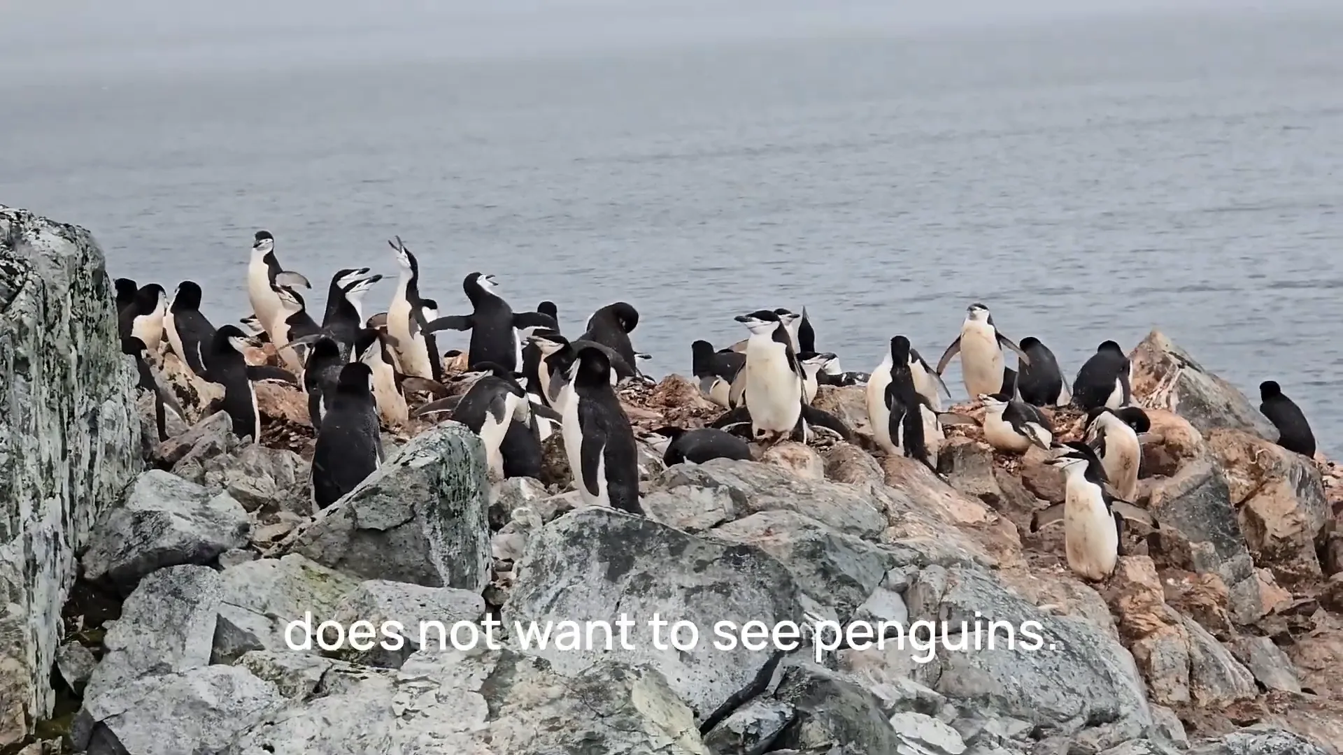 Wildlife watching tips in Antarctica